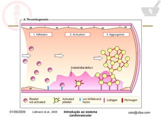 Lüllmann et al., 2005 