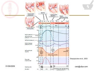 Despopoulos et al., 2003 