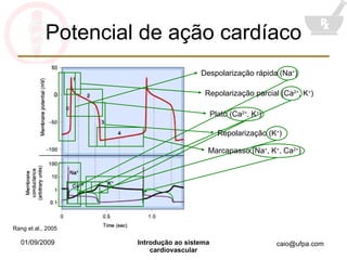 Potencial de ação cardíaco Despolarização rápida (Na + ) Repolarização parcial (Ca 2+ , K + ) Platô (Ca 2+ , K + ) Repolarização (K + ) Marcapasso (Na + , K + , Ca 2+ ) Rang et al., 2005 