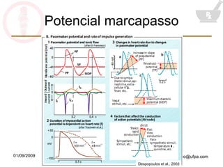 Potencial marcapasso Despopoulos et al., 2003 
