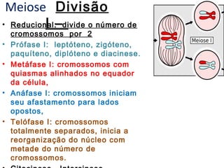 Meiose Divisão
• Reducional:–divide o número de
          I
    cromossomos por 2
•   Prófase I: leptóteno, zigóteno,
    paquíteno, diplóteno e diacinese.
•   Metáfase I: cromossomos com
    quiasmas alinhados no equador
    da célula,
•   Anáfase I: cromossomos iniciam
    seu afastamento para lados
    opostos,
•   Telófase I: cromossomos
    totalmente separados, inicia a
    reorganização do núcleo com
    metade do número de
    cromossomos.
 