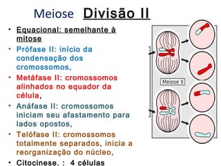 Meiose Divisão II
• Equacional: semelhante à
  mitose
• Prófase II: início da
  condensação dos
  cromossomos,
• Metáfase II: cromossomos
  alinhados no equador da
  célula,
• Anáfase II: cromossomos
  iniciam seu afastamento para
  lados opostos,
• Telófase II: cromossomos
  totalmente separados, inicia a
  reorganização do núcleo,
• Citocinese. : 4 células
 