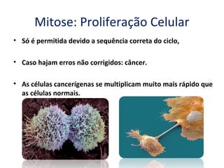 Mitose: Proliferação Celular
• Só é permitida devido a sequência correta do ciclo,

• Caso hajam erros não corrigidos: câncer.

• As células cancerígenas se multiplicam muito mais rápido que
  as células normais.
 