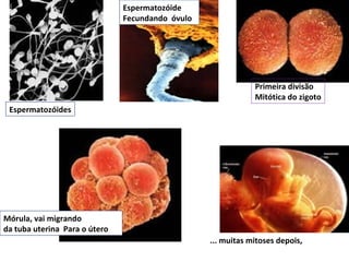 Espermatozóide
                               Fecundando óvulo




                                                              Primeira divisão
                                                              Mitótica do zigoto
 Espermatozóides




Mórula, vai migrando
da tuba uterina Para o útero
                                                  ... muitas mitoses depois,
 