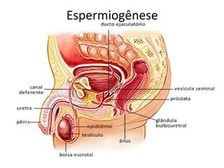 Espermiogênese
 