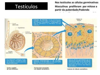 Nos testículos as células germinativas
Testículos   Masculinas proliferam por mitose a
             partir da puberdade;Podendo
             produzir milhares de spermatozóides
 