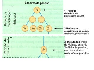 1- Período
Germinativo
proliferação celular




2-Período de
crescimento da célula
:Intérfase, preparação e


3. Maturação Início
da Meiose, gerando
2 células haplóides ,
com cromátides
ainda não separadas
 