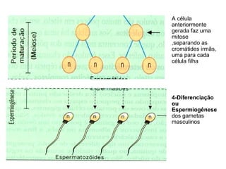 A célula
anteriormente
gerada faz uma
mitose
,separando as
cromátides irmãs,
uma para cada
célula filha




4-Diferenciação
ou
Espermiogênese
dos gametas
masculinos
 