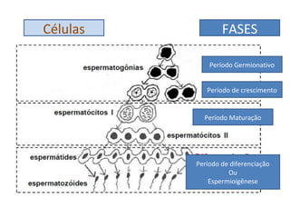 Células           FASES

              Período Germionativo


             Período de crescimento


            Período Maturação




          Período de diferenciação
                    Ou
              Espermioigênese
 
