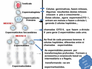 Células germinativas, fazem mitoses,
  Algumas resultantes destas mitoses
  crescem e pós o crescimento ...
 Estas células , agora espermatoCITO I ,
 entram em meiose e fazem a divisão I,
 gerando 2 células haplóides...

chamadas CITO II, que fazem a divisão
II para gerar 2 espermátides cada uma.


Ao final de cada processo teremos 4
células haplóides, diferentes entre si
chamadas espermatides

As espermátides passam por
transformações profundas- Formam o
acrossomo,o corpúsculo basal ou ra é
intermediário e o flagelo,   Ago ó
                                s r
                                      i
 transformando –se em             art
                                p o
                                   pr o .
                                         ç
espermartozóides.                  a bra
 