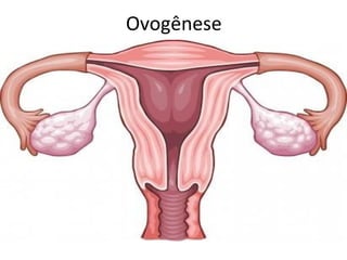 Ovogênese
 
