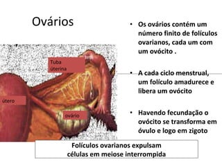 Ovários                         • Os ovários contém um
                                          número finito de folículos
                                          ovarianos, cada um com
                                          um ovócito .
           Tuba
           úterina
                                        • A cada ciclo menstrual,
                                          um folículo amadurece e
                                          libera um ovócito
útero

                 ovário                 • Havendo fecundação o
                                          ovócito se transforma em
                                          óvulo e logo em zigoto
                      Folículos ovarianos expulsam
                     células em meiose interrompida
 