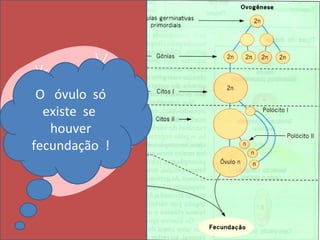 Períodos da formação dos gametas:
1-Maturação- Mitoses e proliferação celular
2-Crescimento- Intérfase, preparação
   O óvulo só
3-Divisão I- Início da Meiose, gerando 2 células
    existe se
  haplóides , com cromátides ainda nao
      houver
  separadas
  fecundação !
4-Divisão II- Cada célula anteriormente gerada
  faz uma mitose ,separando as cromátides
  irmãs, uma para cada célula filha
5-Diferenciação- Apenas para os gametas
  masculinos
 