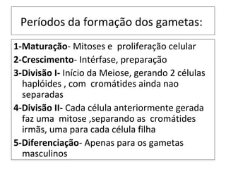 Períodos da formação dos gametas:
1-Maturação- Mitoses e proliferação celular
2-Crescimento- Intérfase, preparação
3-Divisão I- Início da Meiose, gerando 2 células
  haplóides , com cromátides ainda nao
  separadas
4-Divisão II- Cada célula anteriormente gerada
  faz uma mitose ,separando as cromátides
  irmãs, uma para cada célula filha
5-Diferenciação- Apenas para os gametas
  masculinos
 