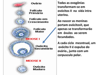Todas as ovogônias
transformam-se em
ovócitos II na vida intra
uterina.
Ao nascer as meninas
portam ovócitosII, que
apenas se transformarão
em óvulos ao serem
fecundados.
A cada ciclo mesntrual, um
 ovócito II é expulso do
ovário., junto com um
corpusculo polar.
 