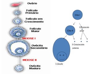 Cito I



                          Corpúsculo
          Cito II         polar




               3 Corpúsculos
                polares




1 óvulo
 