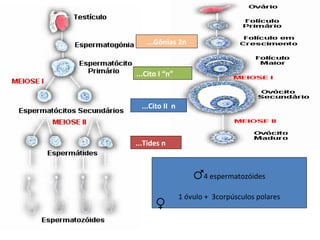...Gônias 2n


...Cito I “n”



  ...Cito II n



...Tides n



                     ♂4 espermatozóides
                 1 óvulo + 3corpúsculos polares
      ♀
 