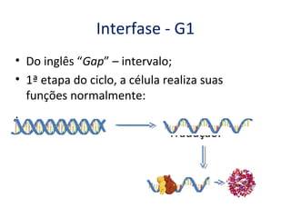 Interfase - G1
• Do inglês “Gap” – intervalo;
• 1ª etapa do ciclo, a célula realiza suas
  funções normalmente:
,
•                              Tradução.
 