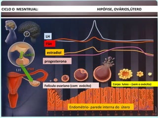 1.FSH- Hormônio folículo estimulante é liberado pela      http://www.monteleone.med.br/?pg=cicloMenstrual
hipófise
CICLO Oo MESNTRUAL: folículos
2. promove desenvolvimento de                                                      HIPÓFISE, OVÁRIOS,ÚTERO
ovarianos.
3.Os folículos produzirão o estradiol (hormônio
feminino), que faz com que o a mucosa uterina se
desenvolva.
 4.O folículo que se desenvolveu mais, é o principal
responsável, nesta fase do ciclo, pela produção do
estradiol
                                           LH
5.Aproximadamente na metade do ciclo menstrual, o
estradiol aumenta rapidamente e leva à liberação de
um outro hormônio da hipófise: o LH (hormônio
luteinizante).
                                           FSH
6. O “pico de LH” levará ao rompimento do folículo e
                                            estradiol
liberação do líquido de seu interior, juntamente com
o ovócito II: é a ovulação.
7.Após a ovulação, no ovário, o folículo se torna uma
                                          progesterona
estrutura chamada corpo lúteo , produzirá o segundo
hormônio importante para a gravidez: a
progesterona.
8.Na primeira fase do ciclo -(folicular) temos ação
somente do estradiol. Na segunda fase- (lútea),
              estradio
estradiol e a progesterona, ambos produzidos pelo
corpo lúteo.
                                                                                                  Corpo luteo – (sem o ovócito)
                                          Folículo ovariano (com ovócito)
 9.Sem fecundação, o corpo lúteo terá uma duração
limitada de 14 dias.
10 .Com a sua regressão, os níveis de estradiol e de
progesterona diminuirão, o que fará com que
descame aquele endométrio que havia sido preparado
para receber um embrião. (menstruação).
                                                         Endométrio- parede interna do útero
10.O primeiro dia do sangramento é considerado o
primeiro dia do próximo ciclo menstrual, no qual os
eventos descritos se repetirão.
 