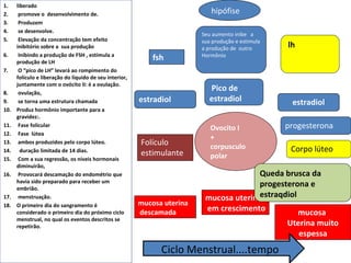1.    liberado
2.     promove o desenvolvimento de.                                         hipófise
3.     Produzem
4.     se desenvolve.
                                                                          Seu aumento inibe a
5.     Elevação da concentração tem efeito                                sua produção e estimula
      inibitório sobre a sua produção                                     a produção de outro       lh
6.     Inibindo a produção de FSH , estimula a                            Hormônio
      produção de LH
                                                             fsh
7.     O “pico de LH” levará ao rompimento do
      folículo e liberação do líquido de seu interior,
      juntamente com o ovócito II: é a ovulação.
8.     ovulação,
                                                                             Pico de
9.     se torna uma estrutura chamada                    estradiol           estradiol               estradiol
10.   Produz hormônio importante para a
      gravidez:.
11.    Fase folicular
                                                                             Ovocito I              progesterona
12.    Fase lútea
                                                                             +
13.    ambos produzidos pelo corpo lúteo.                Folículo            corpusculo
14.     duração limitada de 14 dias.
                                                         estimulante                                 Corpo lúteo
15.    Com a sua regressão, os níveis hormonais                              polar
      diminuirão,
16.    Provocará descamação do endométrio que                                            Queda brusca da
      havia sido preparado para receber um
      embrião.
                                                                                         progesterona e
17.    menstruação.                                                        mucosa uterinaestraqdiol
18.   O primeiro dia do sangramento é                    mucosa uterina
      considerado o primeiro dia do próximo ciclo        descamada          em crescimento            mucosa
      menstrual, no qual os eventos descritos se
      repetirão.                                                                                    Uterina muito
                                                                                                       espessa
                                                               Ciclo Menstrual....tempo
 