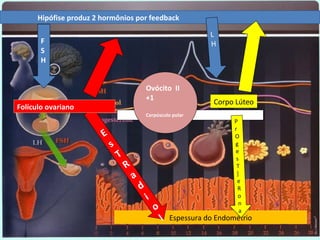 Hipófise produz 2 hormônios por feedback

                                                                       L
       F                                                               H
       S
       H


                                                Ovócito II
                                                +1
                                                                        Corpo Lúteo
Folículo ovariano
                                                Corpúsculo polar
                                                                              P
                                                                              r
                        E                                                     O
                            s                                                 g
                                                                              e
                                T                                              s
                                    R                                          T
                                        a                                      ]
                                                                                e
                                            d                                   R
                                                i                               o
                                                                                n
                                                    o                           a
                                                        l   Espessura do Endométrio
 