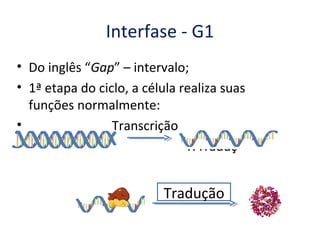 Interfase - G1
• Do inglês “Gap” – intervalo;
• 1ª etapa do ciclo, a célula realiza suas
  funções normalmente:
•                Transcrição,
•                              TrTraduç


                          Tradução
 