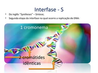 Interfase - S
•   Do inglês “Syntheses” – Síntese;
•   Segunda etapa da interfase na qual ocorre a replicação do DNA:


             1 cromonema




            2 cromátides
              idênticas
 