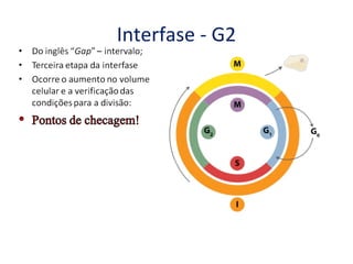 Interfase - G2
 