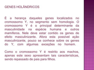 GENES HOLÂNDRICOS
É a herança daqueles genes localizados no
cromossomo Y, no segmento sem homologia. O
cromossomo Y é o principal determinante da
masculinidade na espécie humana e outros
mamíferos. Nele deve estar contido os genes de
efeito masculinizante. Afora esta possível ação
masculinizante, pouco se conhece sobre os genes
do Y, com algumas exceções no homem.
Como o cromossomo Y é restrito aos machos,
apenas este sexo apresentam tais características,
sendo repassado de pais para filhos.

 