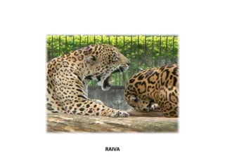 RAIVA
 