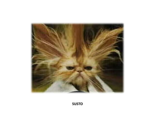 SUSTO
 