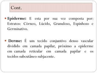 Cont.
 Epiderme: E esta por sua vez composta por:
Estratos: Córneo, Lúcido, Granuloso, Espinhoso e
Germinativo.
 Derme: É um tecido conjuntivo denso vascular
dividido em camada papilar, próximo a epiderme
em camada reticular em camada papilar e os
tecidos subcutâneo subjacente.
 