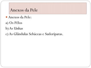 Anexos da Pele
 Anexos da Pele:
a) Os Pêlos
b)As Unhas
c) As Glândulas Sebáceas e Sudoríparas.
 