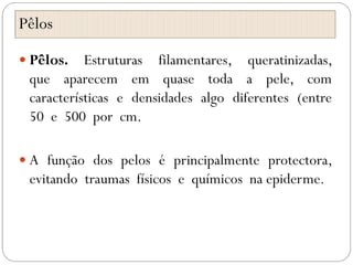Pêlos
 Pêlos. Estruturas filamentares, queratinizadas,
que aparecem em quase toda a pele, com
características e densidades algo diferentes (entre
50 e 500 por cm.
 A função dos pelos é principalmente protectora,
evitando traumas físicos e químicos na epiderme.
 