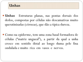 Unhas
 Unhas Estruturas planas, nas pontas dorsais dos
dedos, compostas por células não descamativas muito
queratinizadas (córneas), que dão a típica dureza.
 Como na epiderme, tem uma zona basal formadora de
células (“matriz ungueal”), a partir da qual a unha
cresce em sentido distal ao longo duma pele fina
ondulada e muito rica em vasos e nervos.
 