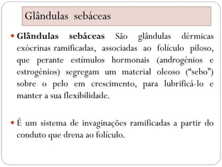 Glândulas sebáceas
 Glândulas sebáceas São glândulas dérmicas
exócrinas ramificadas, associadas ao folículo piloso,
que perante estímulos hormonais (androgénios e
estrogénios) segregam um material oleoso (“sebo”)
sobre o pelo em crescimento, para lubrificá-lo e
manter a sua flexibilidade.
 É um sistema de invaginações ramificadas a partir do
conduto que drena ao folículo.
 