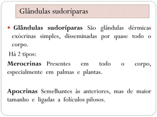 Glândulas sudoríparas
 Glândulas sudoríparas São glândulas dérmicas
exócrinas simples, disseminadas por quase todo o
corpo.
Há 2 tipos:
Merocrinas Presentes em todo o corpo,
especialmente em palmas e plantas.
Apocrinas Semelhantes às anteriores, mas de maior
tamanho e ligadas a folículos pilosos.
 