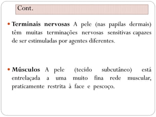 Cont.
Cont.
 Terminais nervosas A pele (nas papilas dermais)
têm muitas terminações nervosas sensitivas capazes
de ser estimuladas por agentes diferentes.
 Músculos A pele (tecido subcutâneo) está
entrelaçada a uma muito fina rede muscular,
praticamente restrita à face e pescoço.
 