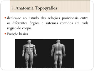 1.Anatomia Topográfica
 dedica-se ao estudo das relações posicionais entre
os diferentes órgãos e sistemas contidos em cada
região do corpo.
 Posição básica
 