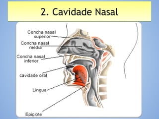 2. Cavidade Nasal2. Cavidade Nasal
 