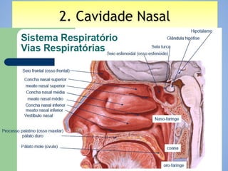 2. Cavidade Nasal2. Cavidade Nasal
 