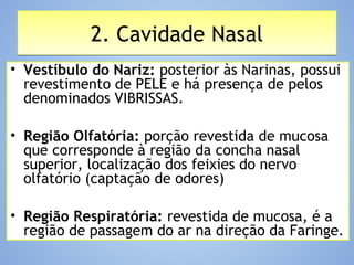 2. Cavidade Nasal2. Cavidade Nasal
• Vestíbulo do Nariz: posterior às Narinas, possui
revestimento de PELE e há presença de pelos
denominados VIBRISSAS.
• Região Olfatória: porção revestida de mucosa
que corresponde à região da concha nasal
superior, localização dos feixies do nervo
olfatório (captação de odores)
• Região Respiratória: revestida de mucosa, é a
região de passagem do ar na direção da Faringe.
 