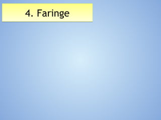 4. Faringe4. Faringe
 