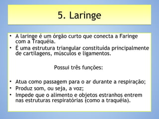 5. Laringe5. Laringe
• A laringe é um órgão curto que conecta a Faringe
com a Traquéia.
• É uma estrutura triangular constituída principalmente
de cartilagens, músculos e ligamentos.
Possui três funções:
• Atua como passagem para o ar durante a respiração;
• Produz som, ou seja, a voz;
• Impede que o alimento e objetos estranhos entrem
nas estruturas respiratórias (como a traquéia).
 
