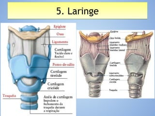 5. Laringe5. Laringe
 
