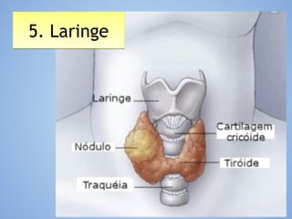 5. Laringe5. Laringe
 