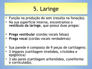 5. Laringe5. Laringe
• Função na produção do som (resulta na fonação).
• Na sua superfície interna, encontramos o
vestíbulo da laringe, que possui duas pregas:
• Prega vestibular (cordas vocais falsas)
• Prega vocal (cordas vocais verdadeiras)
• Sua parede é composta de 9 peças de cartilagens:
• 3 ímpares (cartilagem tireóidea, cricóidea e
epiglótica)
• 3 são pares (cartilagem aritenóidea, cuneiforme
e corniculada).
 