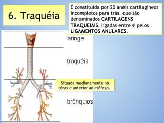 6. Traquéia6. Traquéia
Situada medianamente no
tórax e anterior ao esôfago.
Situada medianamente no
tórax e anterior ao esôfago.
É constituída por 20 anéis cartilagíneos
incompletos para trás, que são
denominados CARTILAGENS
TRAQUEIAIS, ligadas entre si pelos
LIGAMENTOS ANULARES.
 