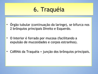 6. Traquéia6. Traquéia
• Órgão tubular (continuação da laringe), se bifurca nos
2 brônquios principais Direito e Esquerdo.
• O Interior é forrado por mucosa (facilitando a
expulsão de mucosidades e corpos estranhos).
• CARINA da Traquéia = junção dos brônquios principais.
 