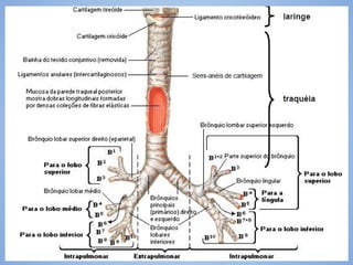 7. Brônquios7. Brônquios
 